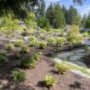 Mountlake terrace 1